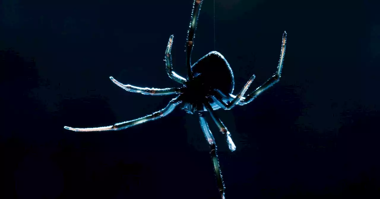 Sorry, Prey. Black Widows Have Surprisingly Good Memory