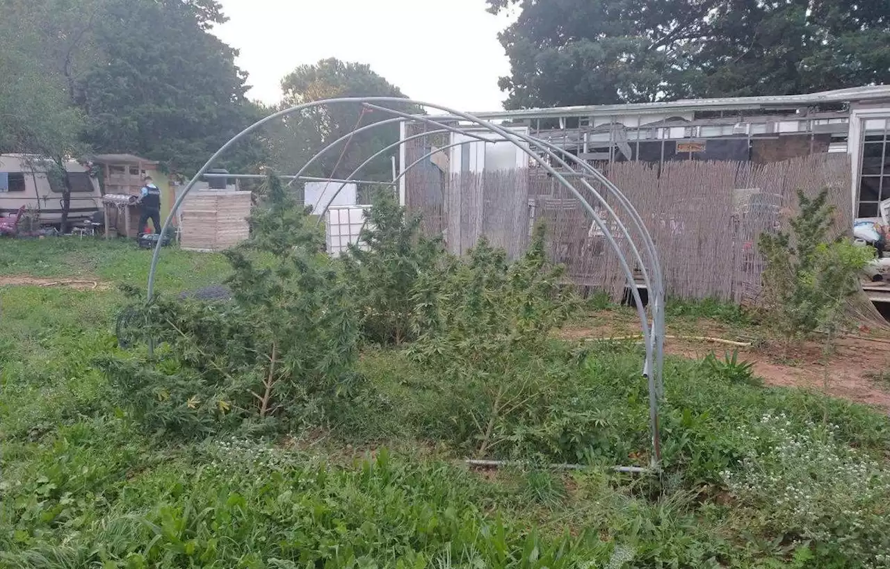 Dans le Gard, un couple soupçonné de cultiver du cannabis dans le jardin