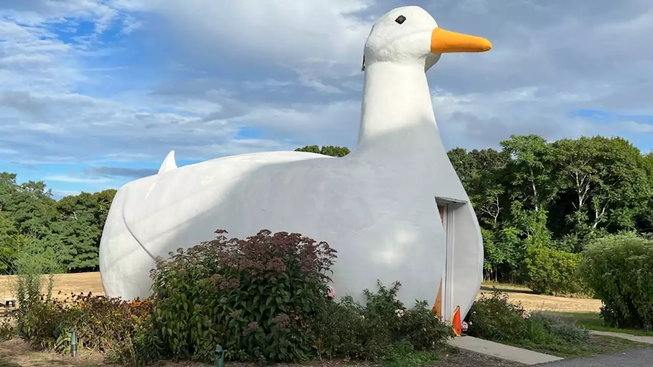 The Big Duck enjoys top billing as a quirky roadside attraction