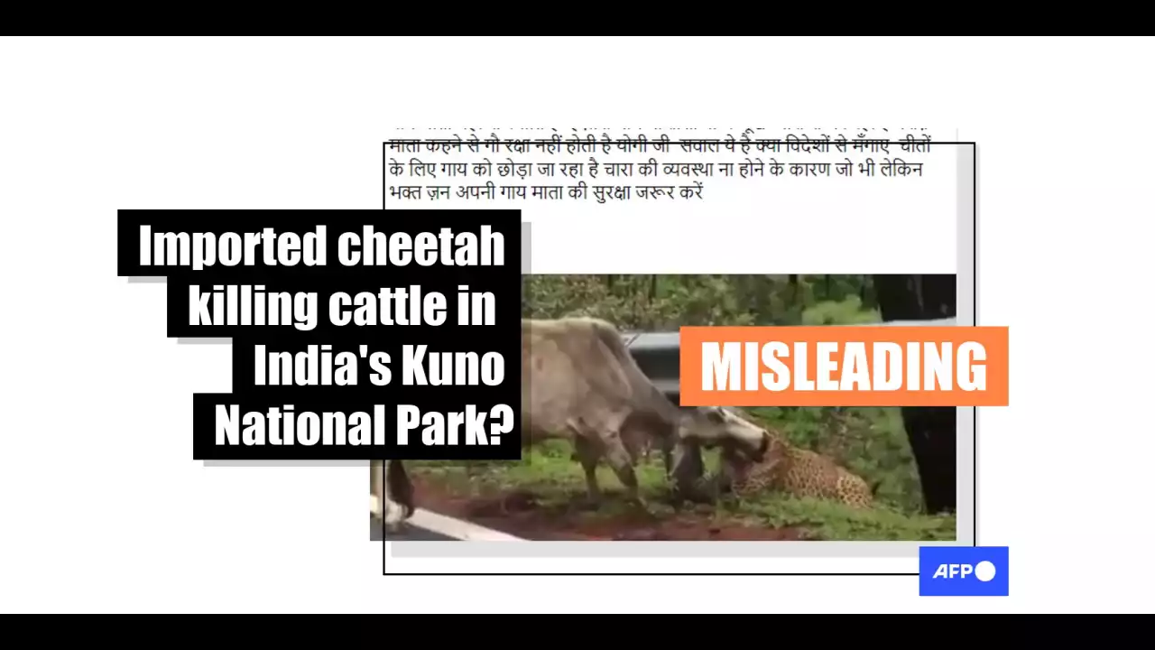 Posts mislead with video of cow being killed by leopard ahead of cheetah reintroduction in India