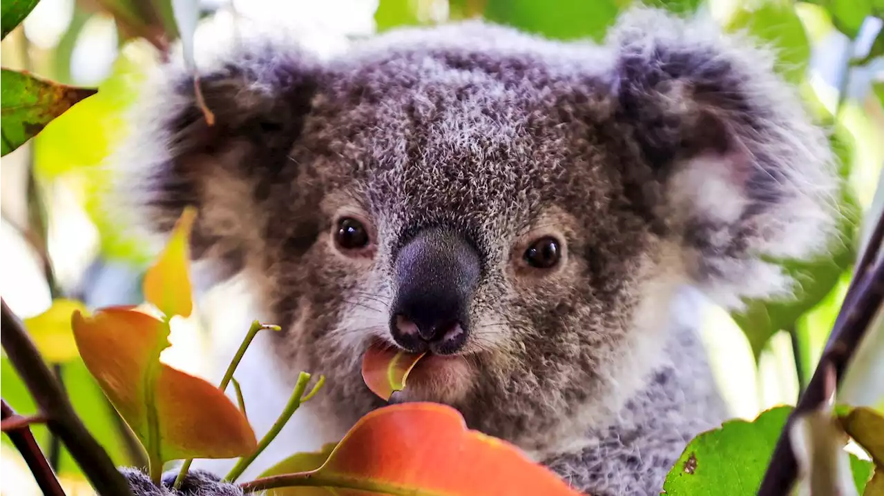 Australia to set aside 30% of land mass in bid to save endangered species from extinction