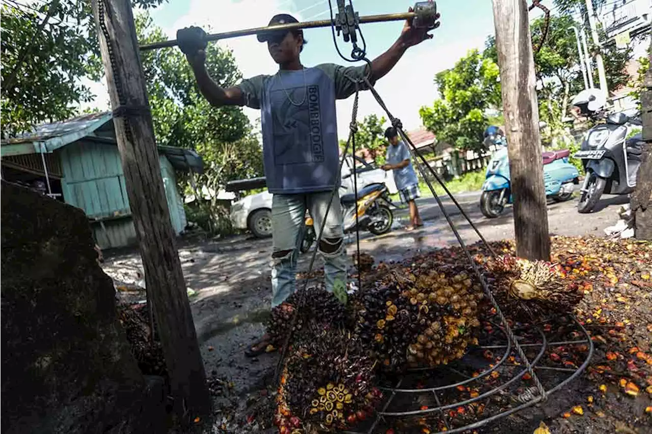 Sempat Sentuh Rp2.000 per Kg, Harga TBS Kembali Anjlok!