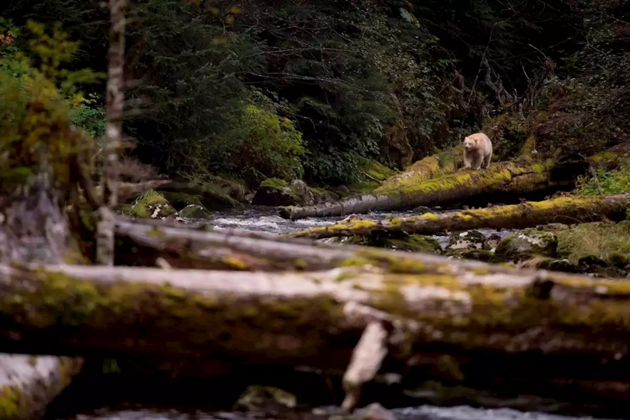 B.C. study links policy changes and logging patterns, shows targeting of old growth