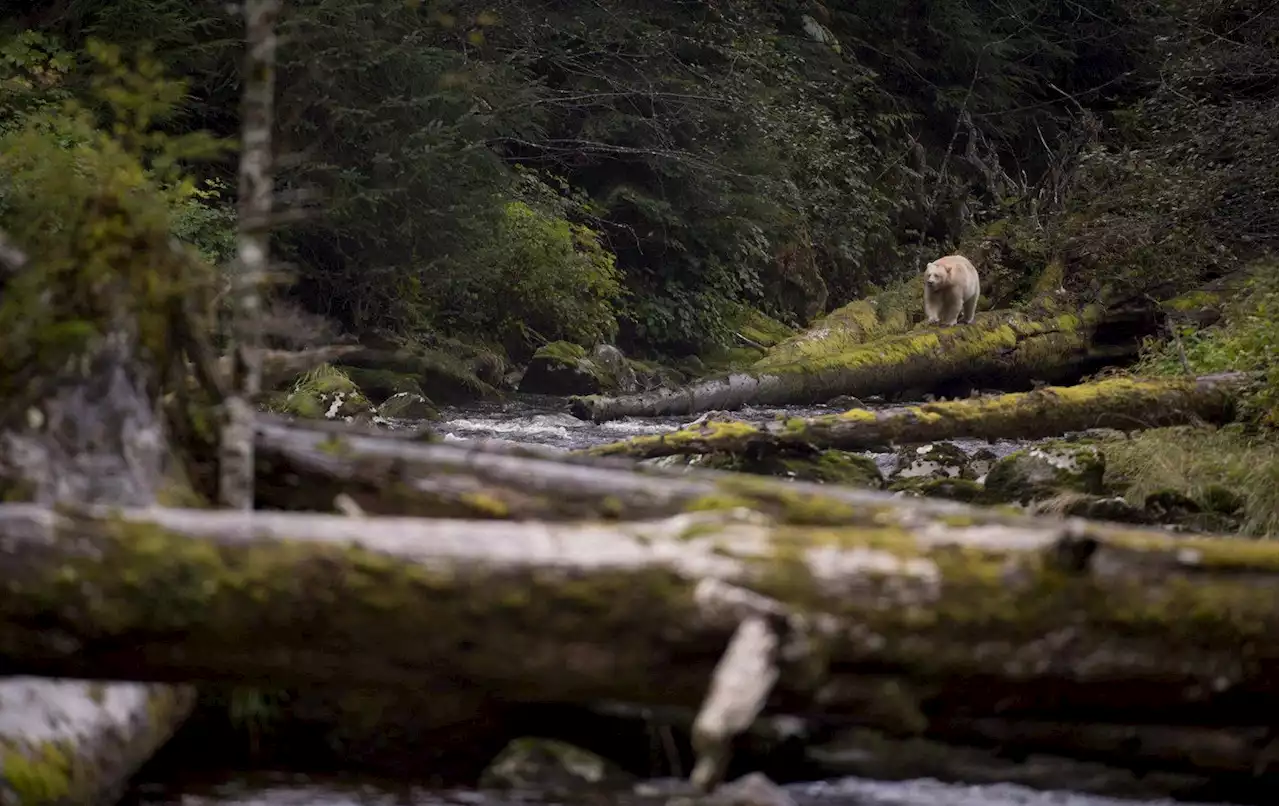 B.C. study links policy changes and logging patterns, shows targeting of old growth