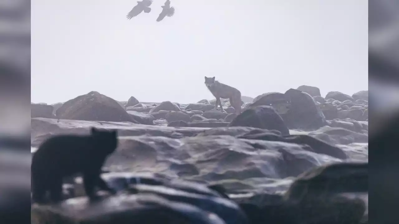 Photographer captures rare interaction between wolf, bear cub on northern Vancouver Island