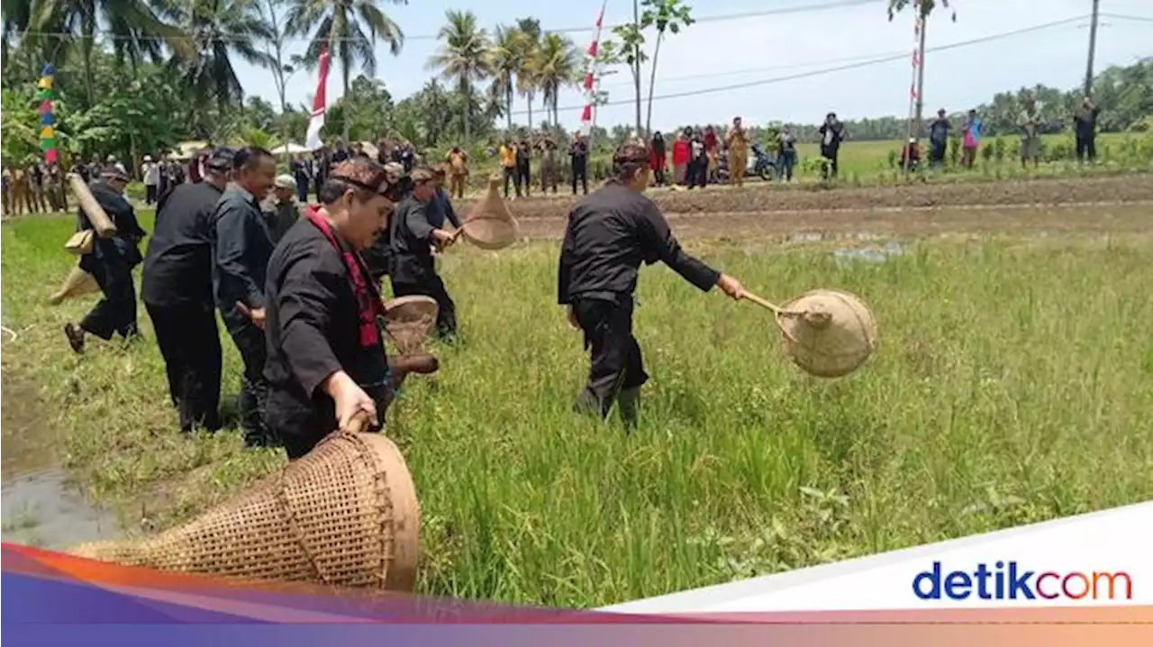 Tradisi Nampaling, Menangkap Belalang Jelang Panen di Pangandaran