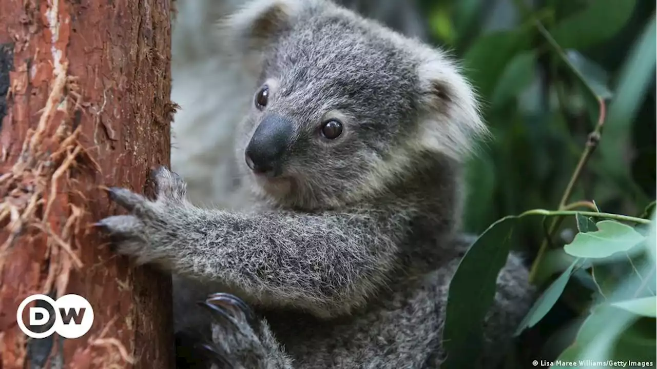 Australien will Koalas und Wombats retten | DW | 04.10.2022