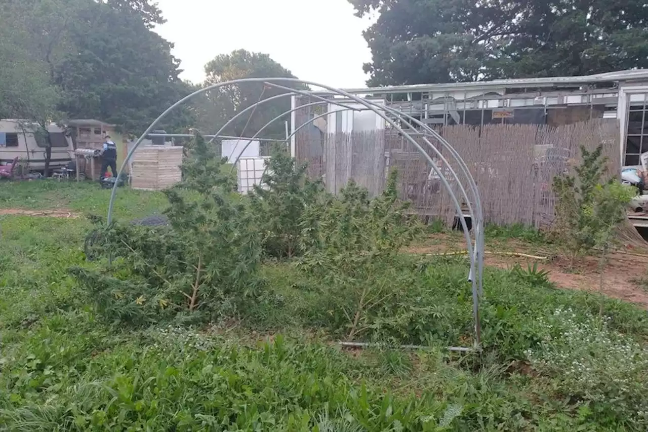 Ils faisaient pousser du cannabis dans leur jardin, un couple interpellé à Manduel dans le Gard