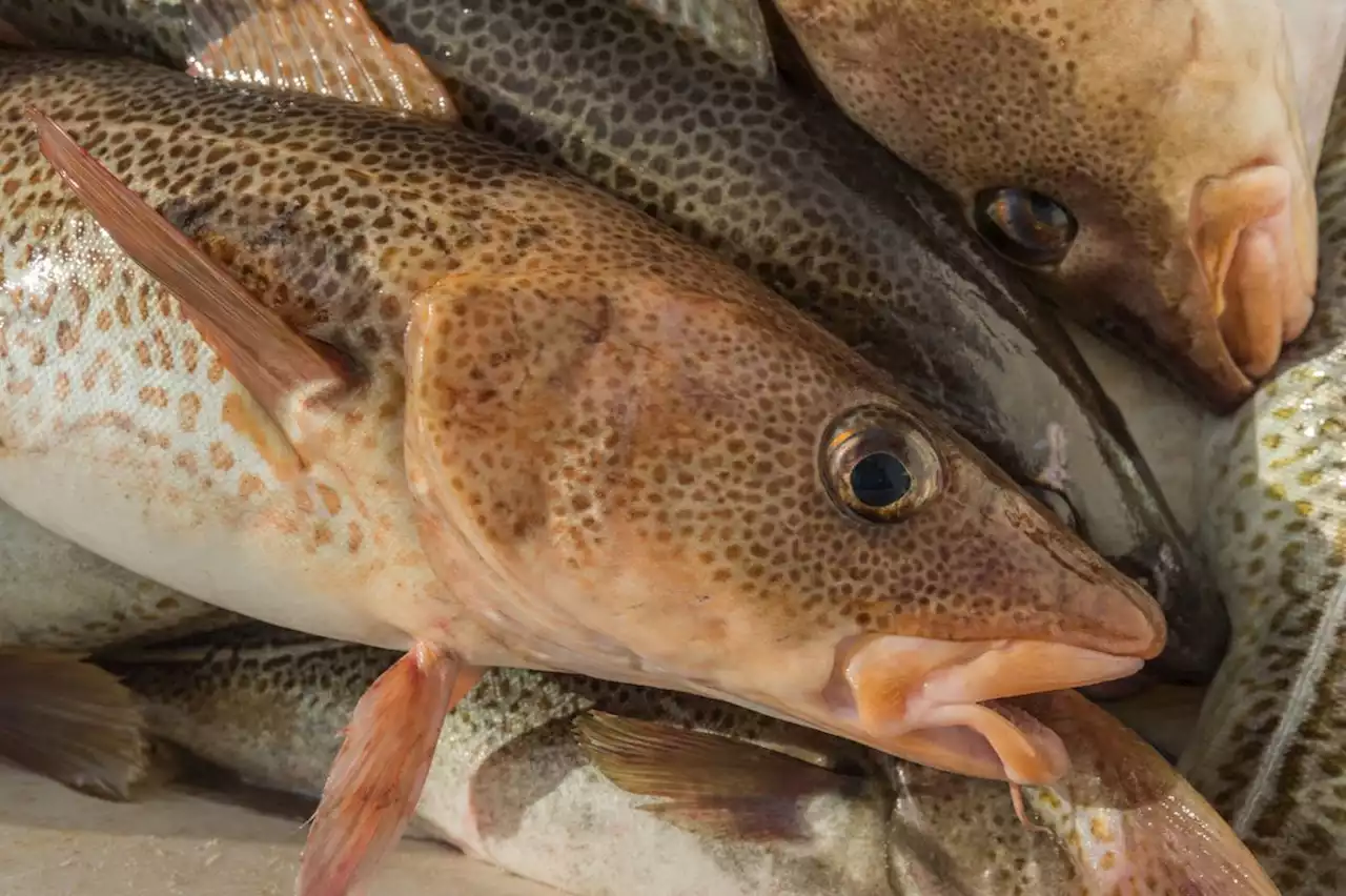 Fisheries department delayed listing species at risk, has bias against protecting those with commercial value, environment commissioner’s report says