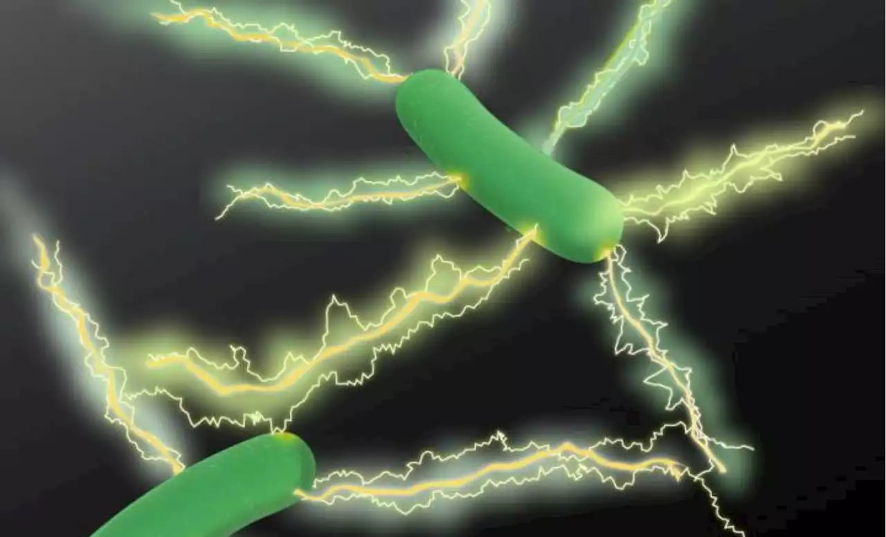 Scientists create technology to exploit electrical nanowires hidden in soil and oceans