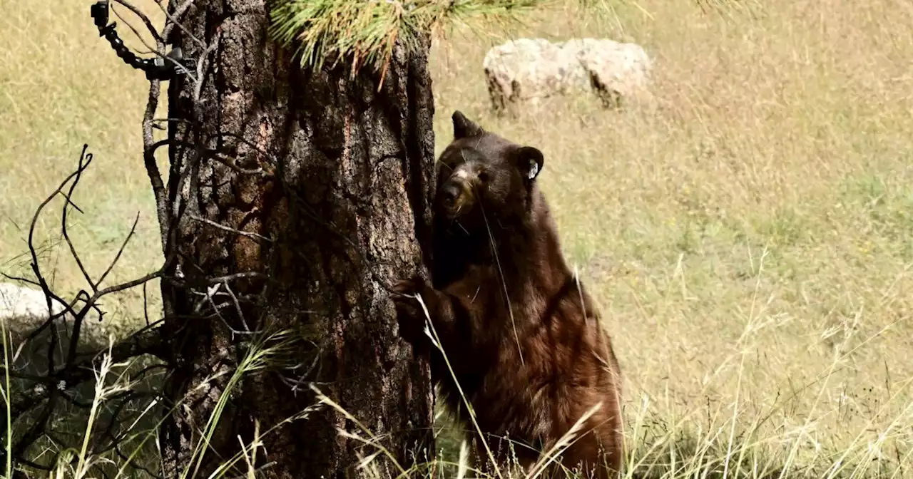 Bear rescued and released in White Mountains