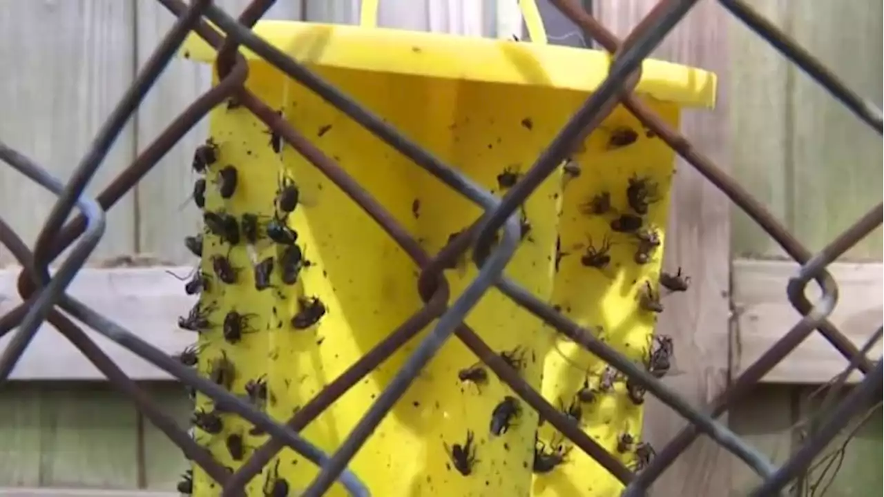 Fifth Ward residents say community garden started by former councilmember attracts flies, rodents and other pests