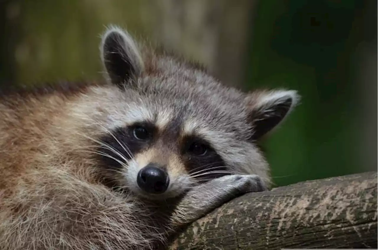 Another raccoon knocked out power to significant portion of Seguin