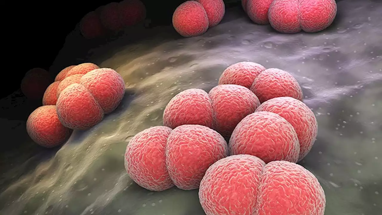 Brazil Records Two Cases of Invasive Meningococcal X Disease