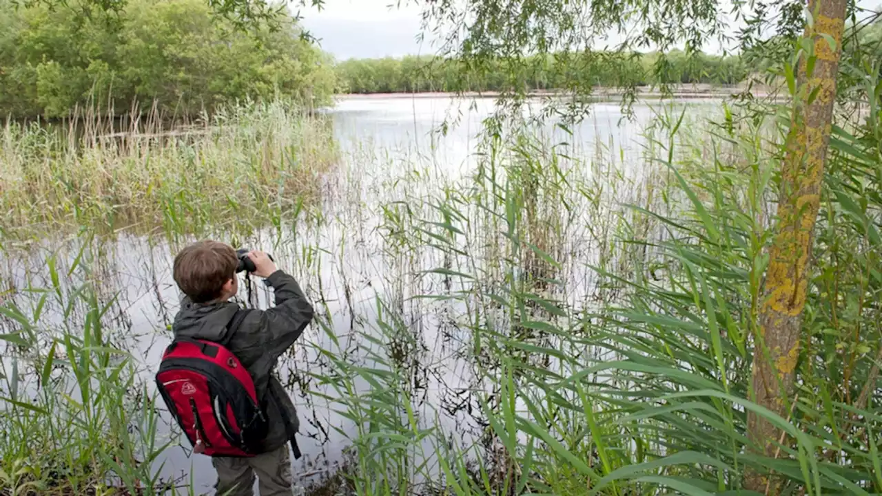 Can bird-watching improve your child’s memory?