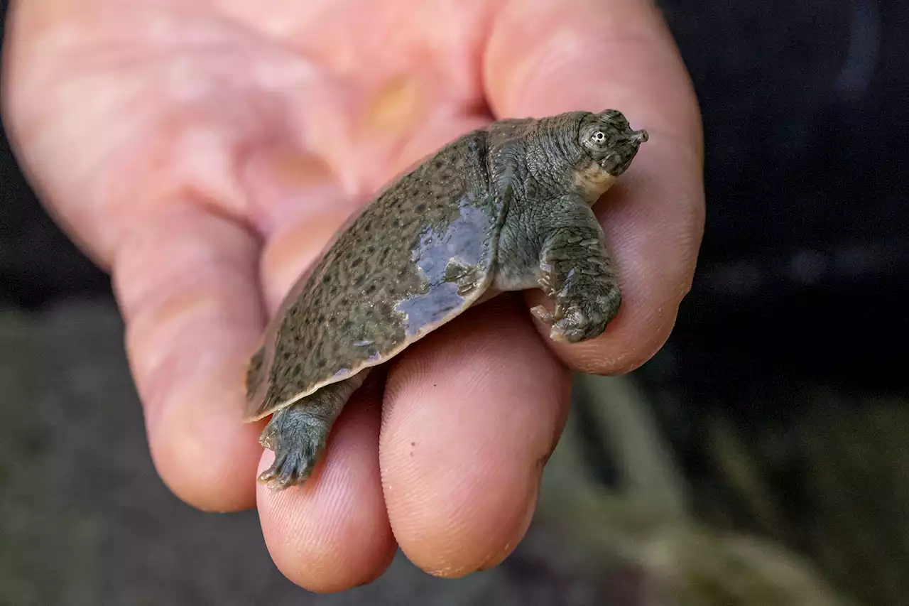 San Diego Zoo Welcomes 41 Endangered Turtle Hatchlings 2 Decades Later