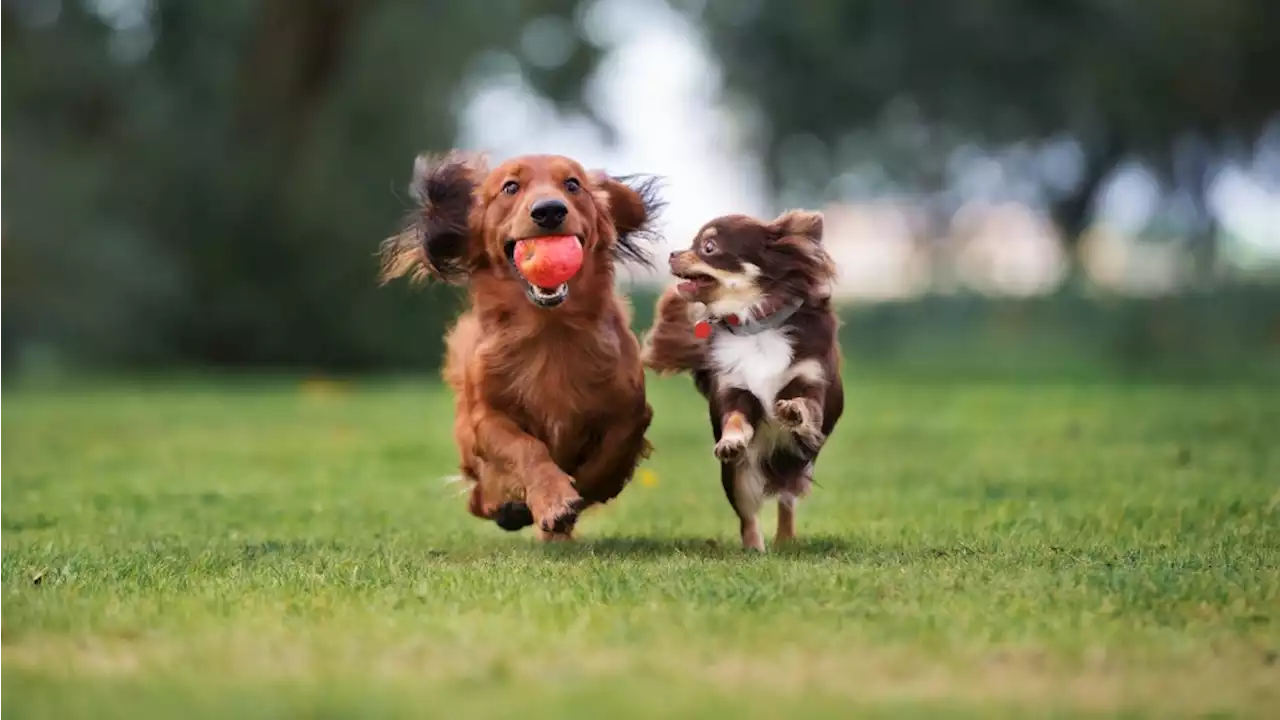 Het is Dierendag: vier manieren om vandaag écht iets te betekenen voor jouw huisdier