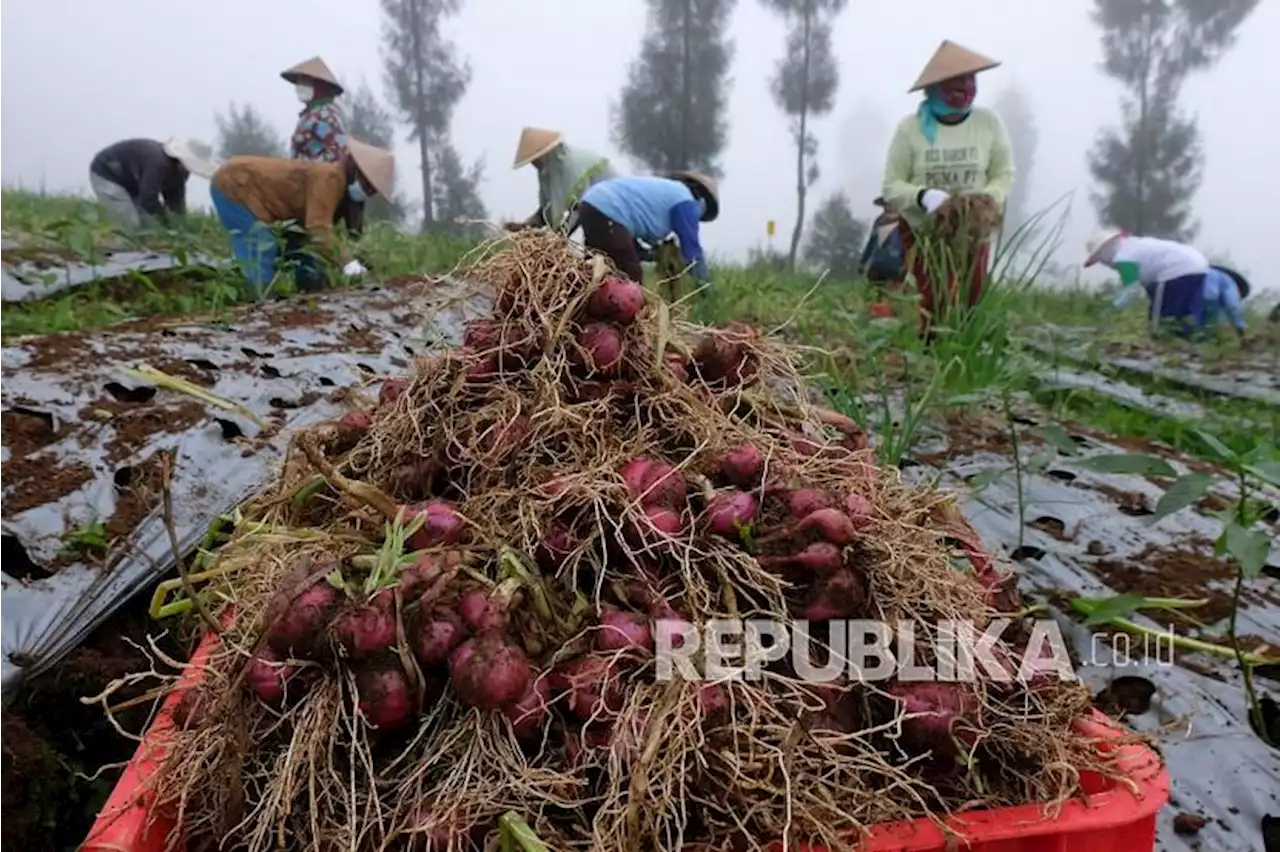 Panen Bawang di Kulonprogo, Mentan : Jaga Pasokan Bahan Pokok |Republika Online