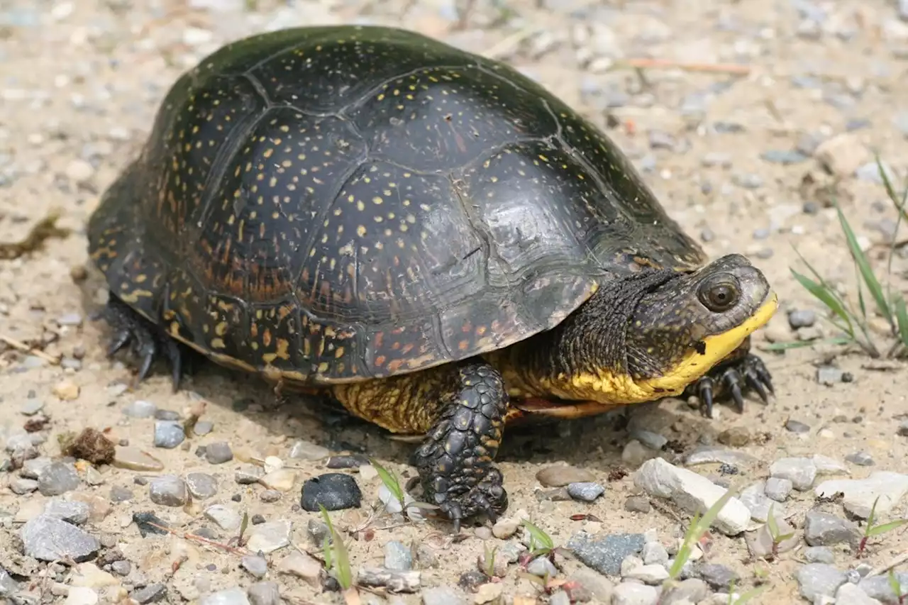 New project helps the Blanding’s Turtles of Junction Creek