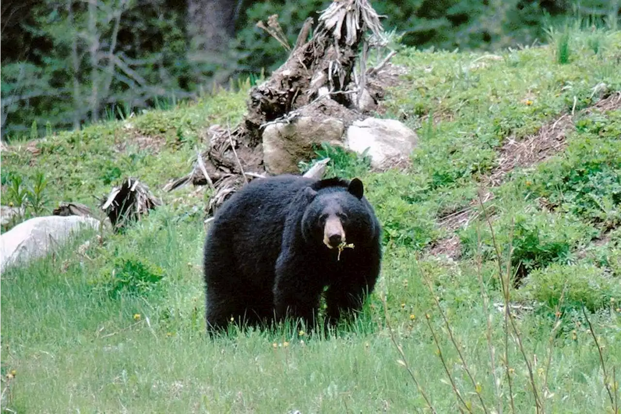 2 women critically injured in bear attack in northeastern B.C. – Terrace Standard