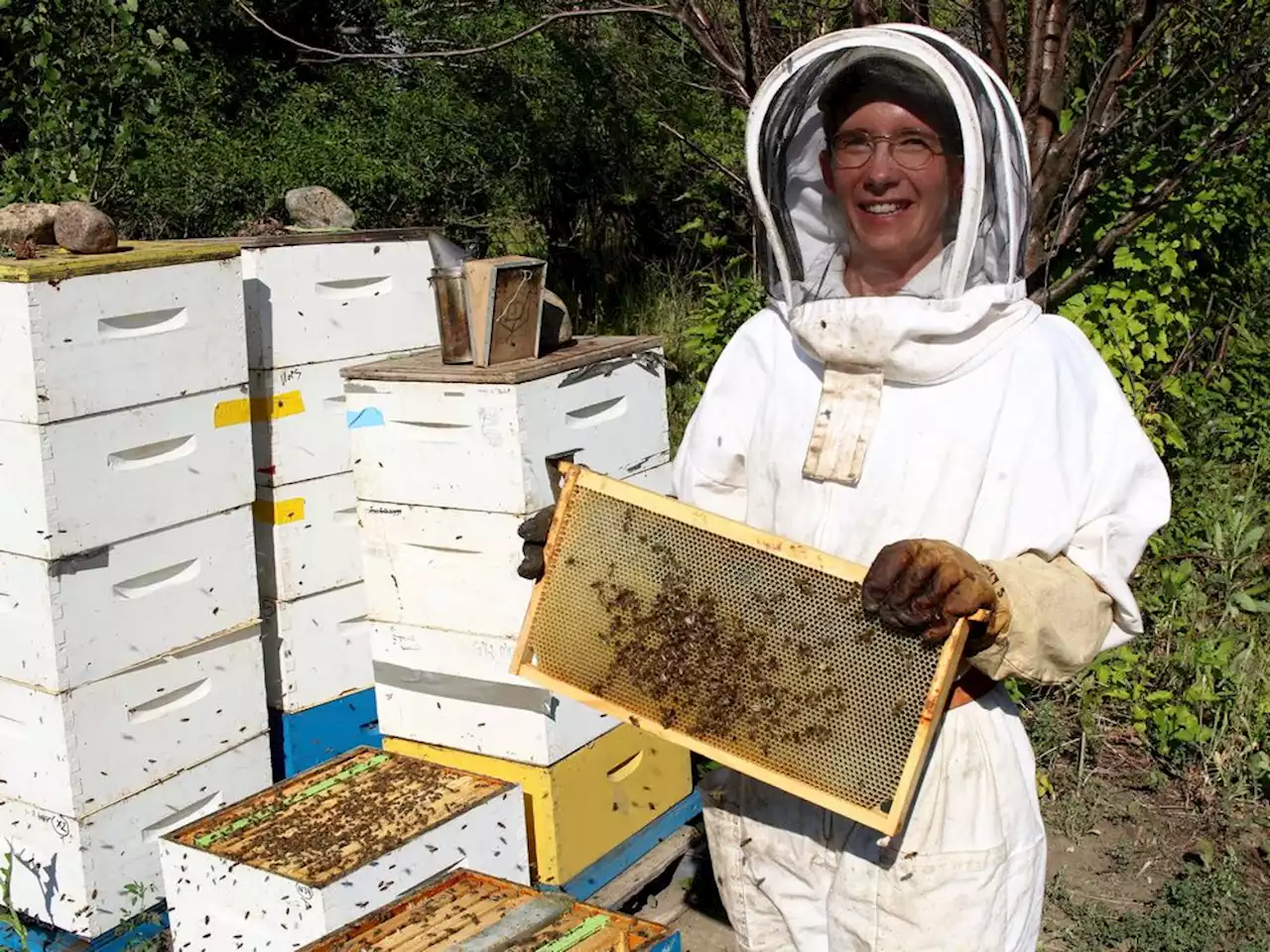 Healthy honey bees a priority for Sarah Wood at Sask. vet college