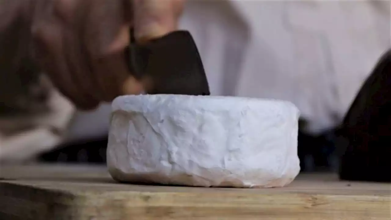 This Bay Area ranch introduces visitors to the delicious art of goat cheese making