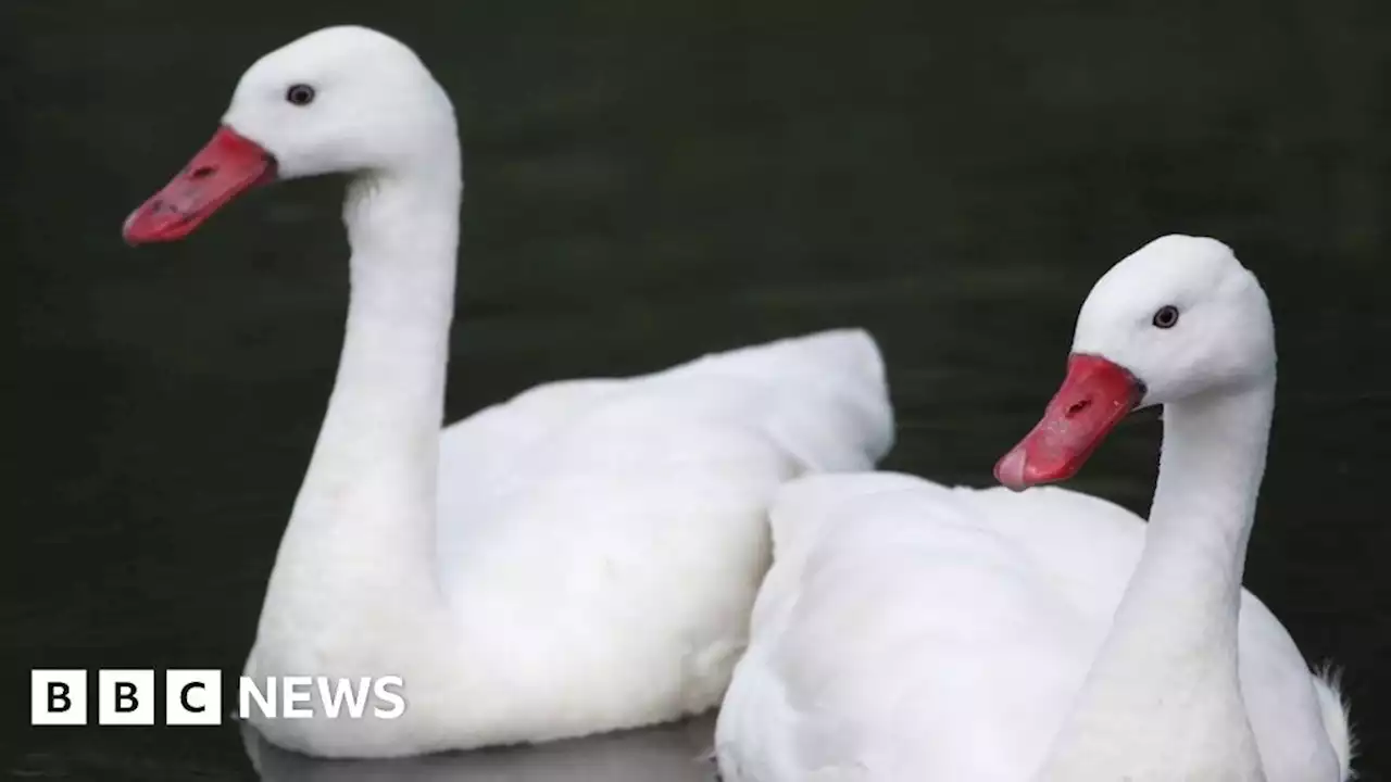 Bird flu fear over dead swans found in London canals