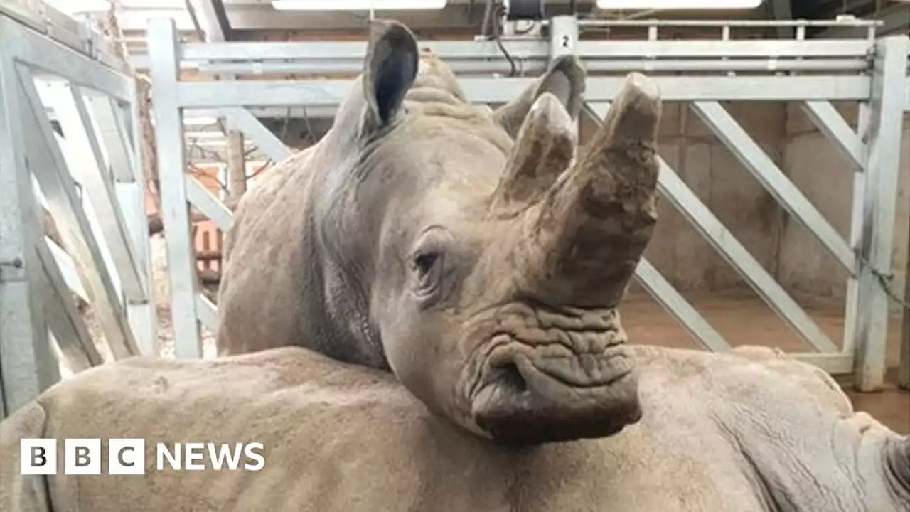 Marwell Zoo bids farewell to 'amazing, loving' white rhino