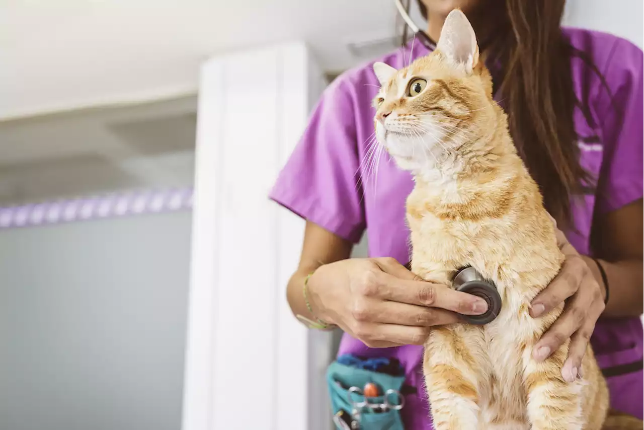 5 Secrets Veterinarians Aren't Telling You About Your Cat — Best Life