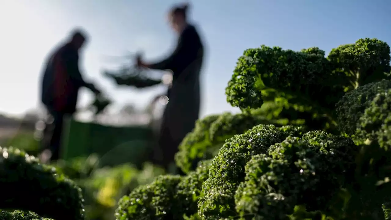 Braucht der Grünkohl unbedingt den ersten Frost?