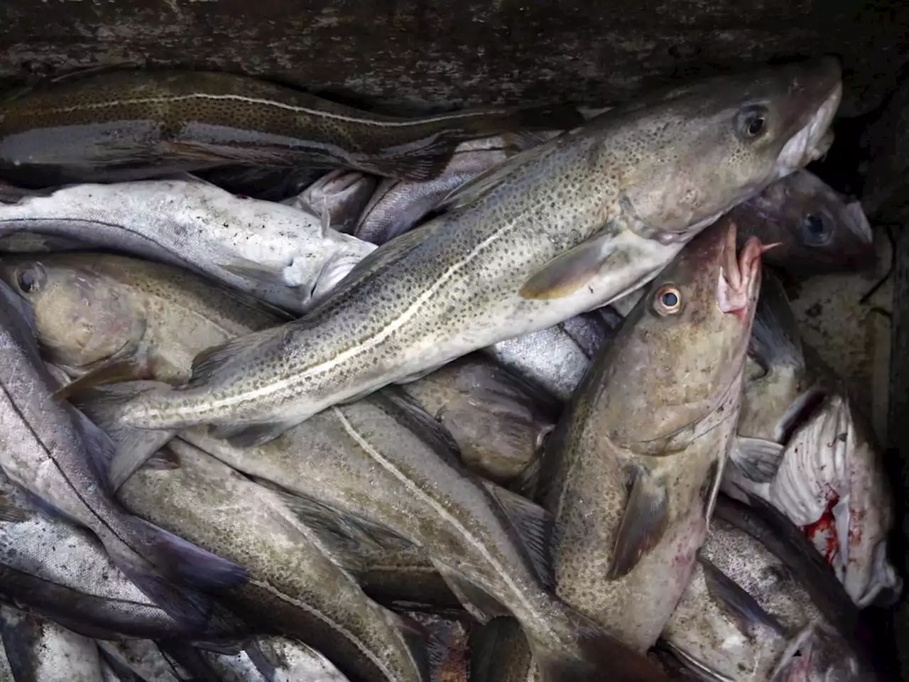 Canada failing to protect commercially valuable fish: Environment commissioner