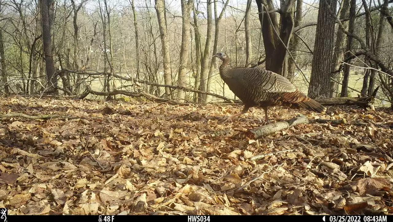 Wild turkey breaks into Ohio home, goes on a tear before escaping (video)