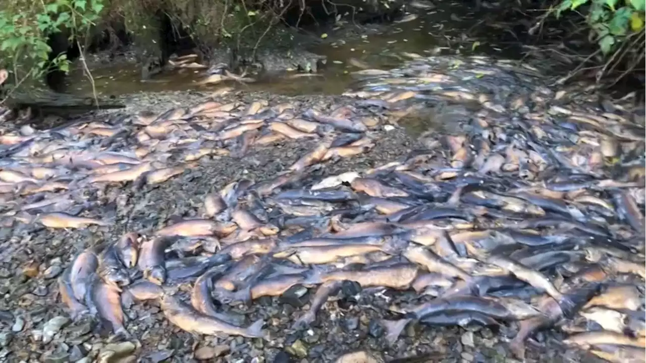 'Unheard of': Tens of thousands of salmon found dead in B.C. creek as drought conditions persist