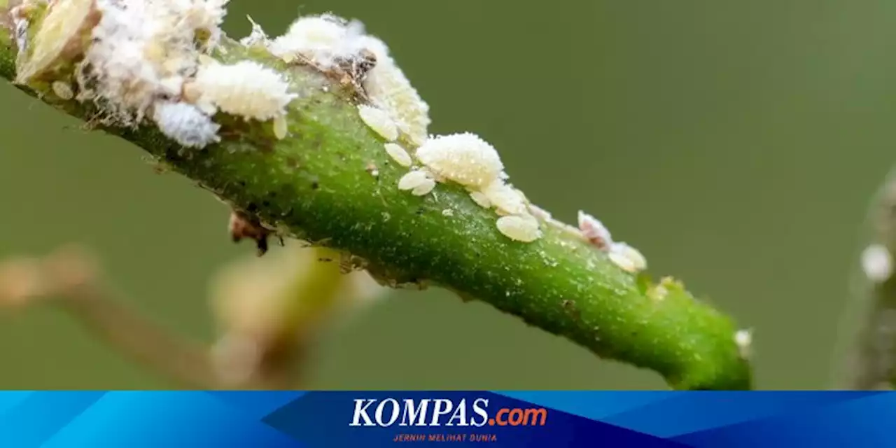 Gejala Tanaman Hias Diserang Kutu Putih dan Cara Membasminya