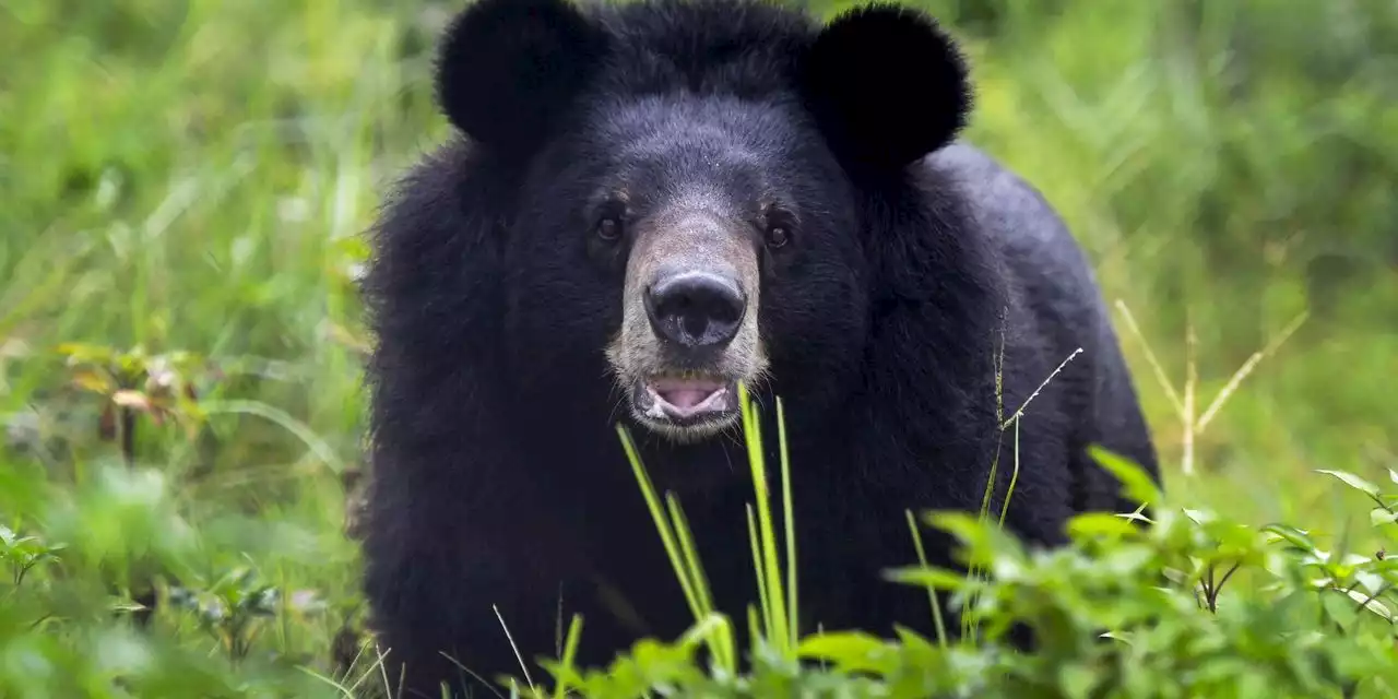 This week's big rebound in stocks means the bear market is alive and well