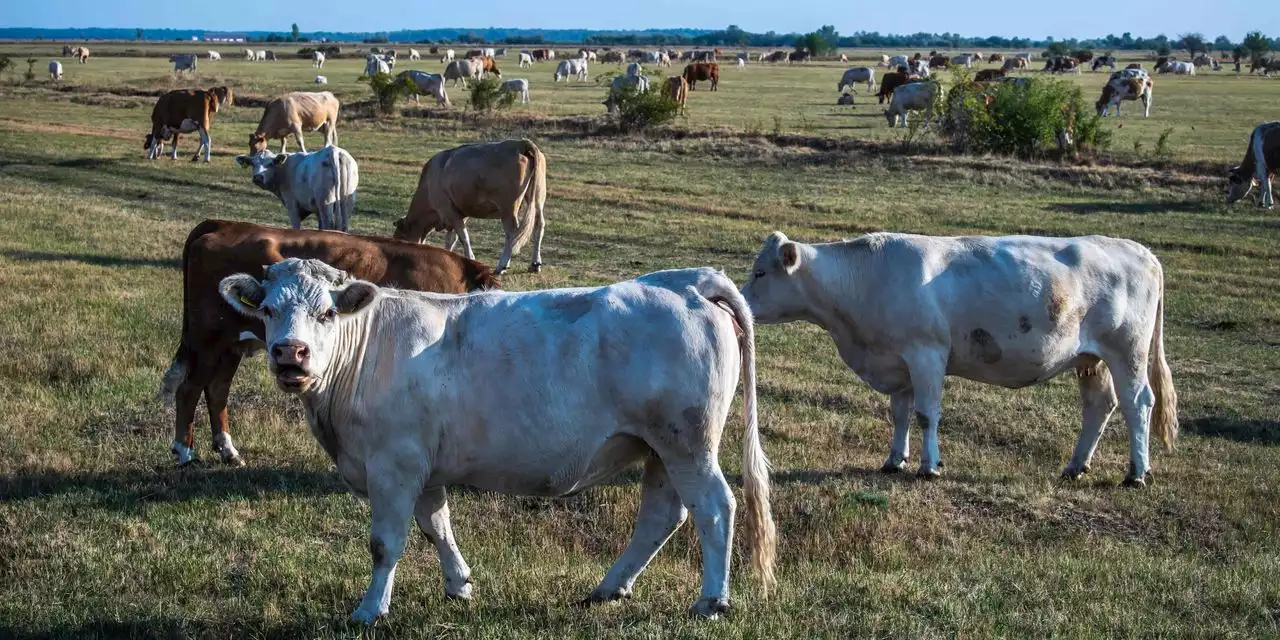 Where's the beef? Rancher sentenced to 11 years for ripping off Tyson Foods of nearly $250 million in ‘ghost cattle’ scam.