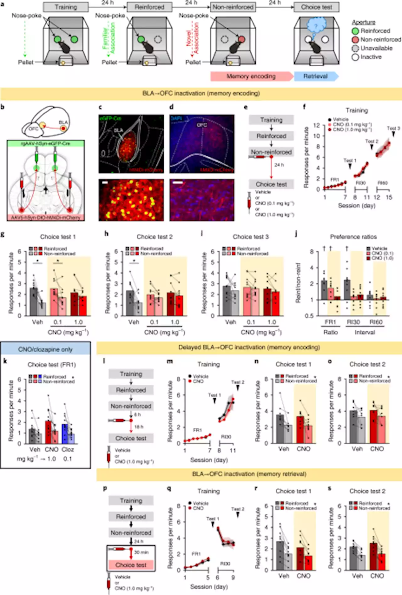 A molecularly integrated amygdalo-fronto-striatal network coordinates flexible learning and memory - Nature Neuroscience