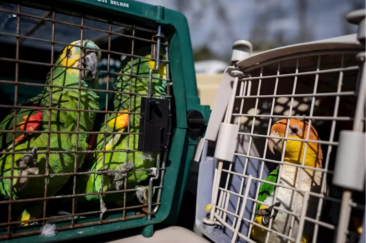 Rescuers band together to save 275 parrots after storm