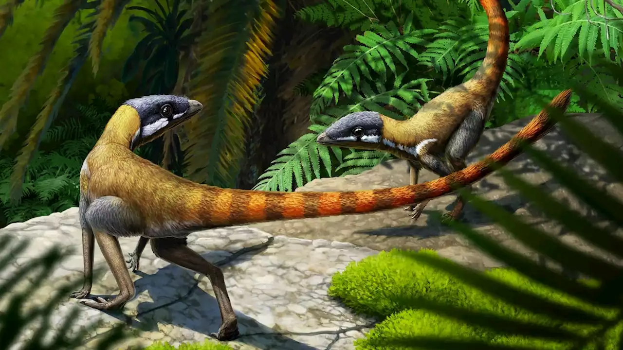 230-million-year-old mystery fossil sheds light on origins of pterosaurs