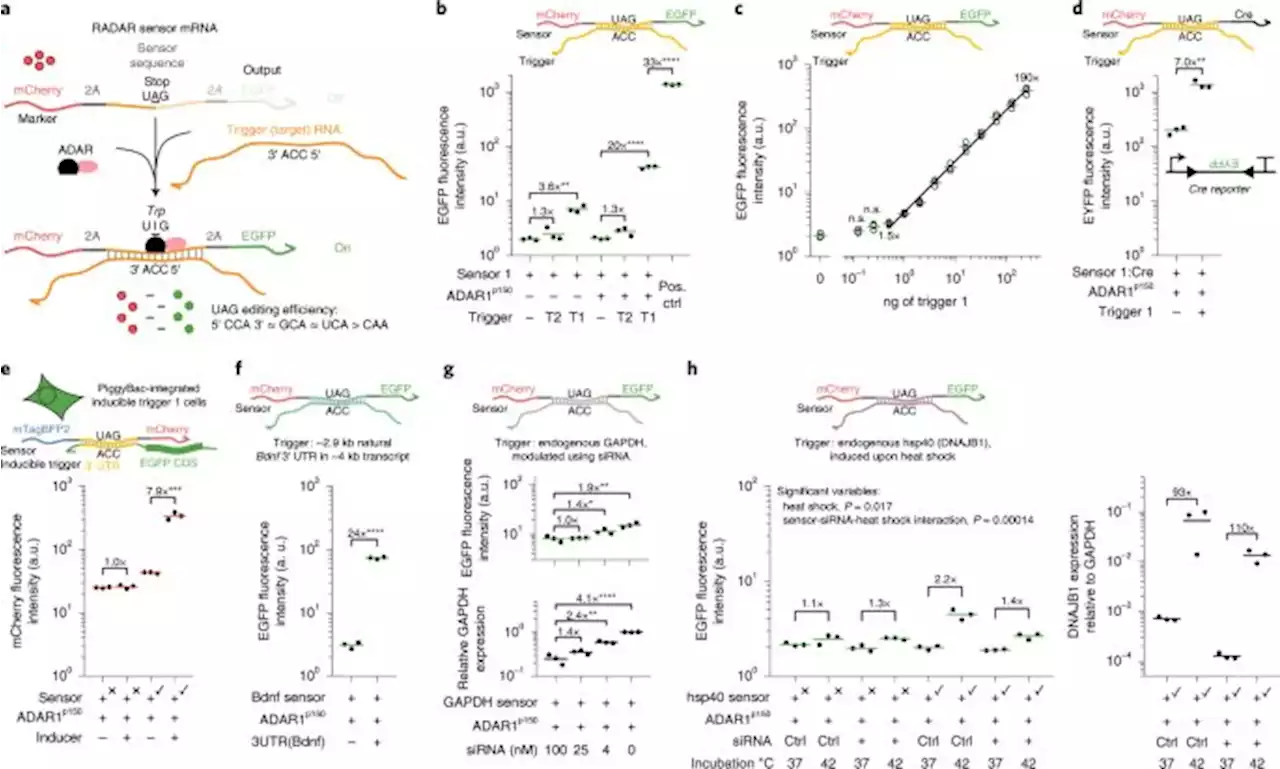 Modular, programmable RNA sensing using ADAR editing in living cells - Nature Biotechnology