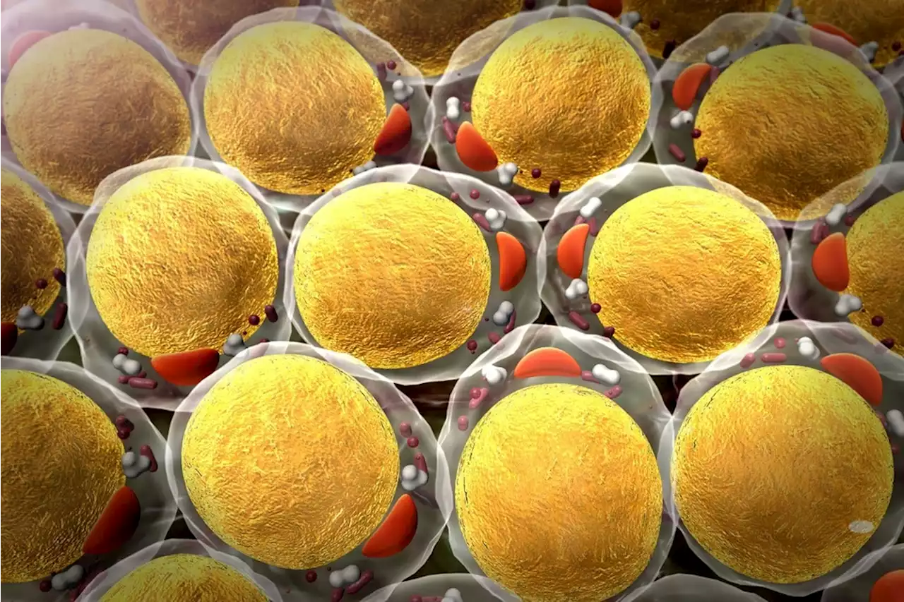 Researchers listen in on how fat cells “talk” to the brain