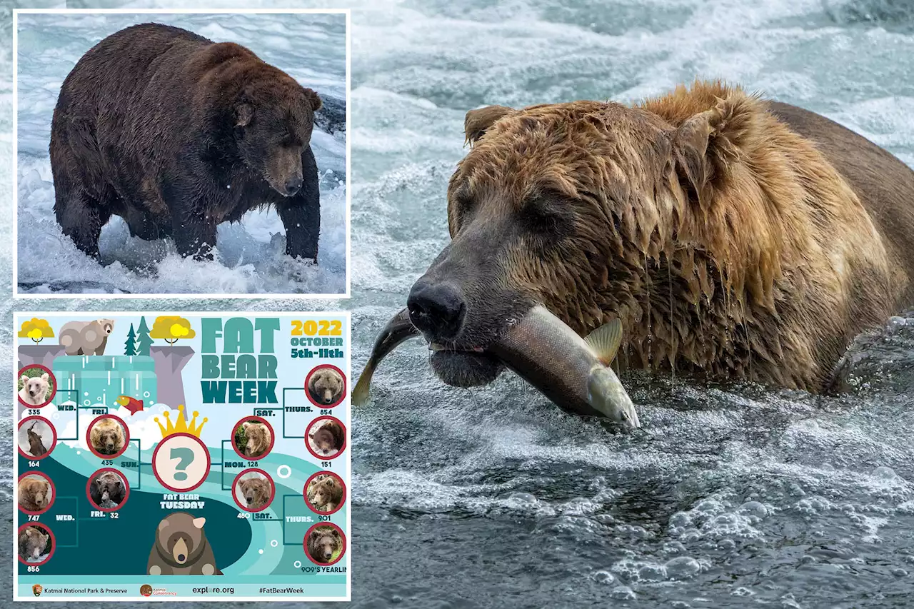 Alaska’s ‘Fat Bear Week’ is here — will Otis eat the competition?