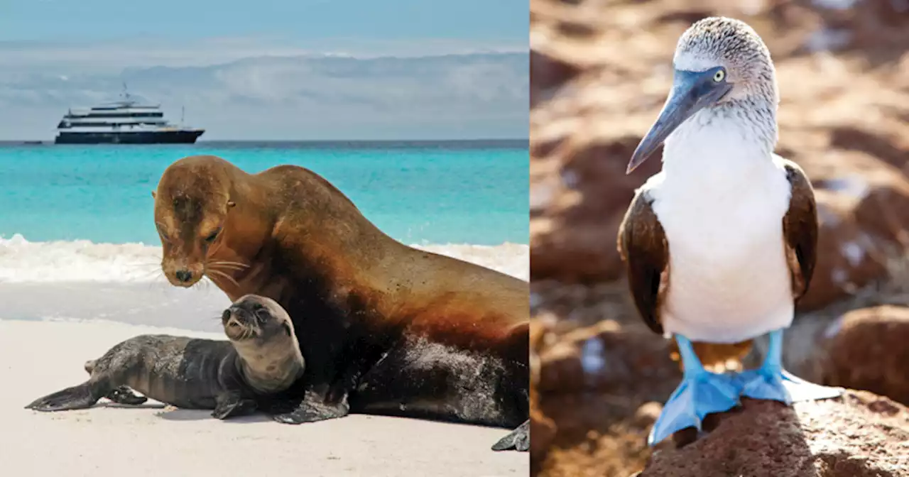 Win a Trip to the Galápagos Islands and an OM-1 Camera