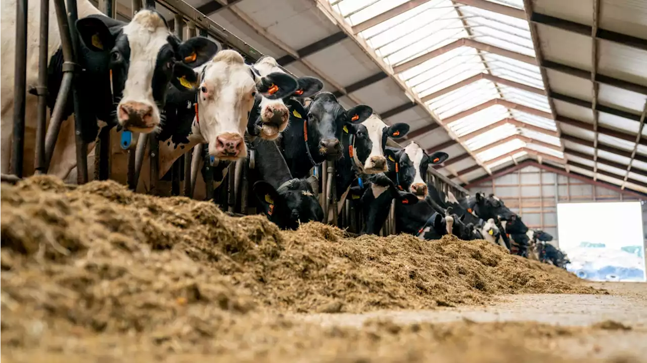 Remkes: binnen een jaar af van 500 tot 600 grootste stikstofuitstoters