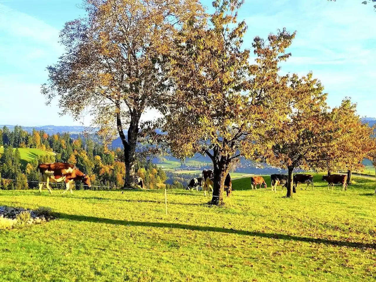 Sommer im Oktober: Über 20 Grad - Schweizer Bauer