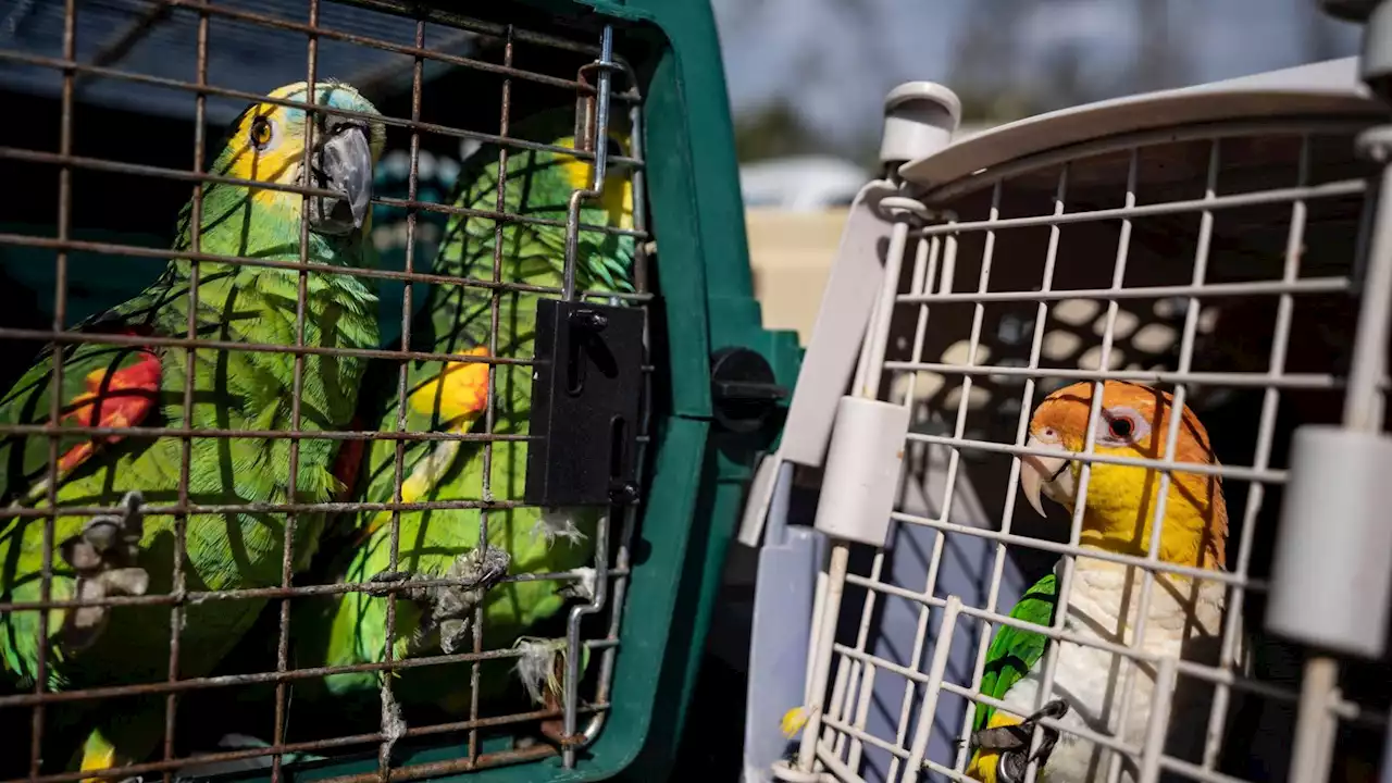 'Operation Noah's Ark': 275 parrots stranded by Hurricane Ian rescued by boat