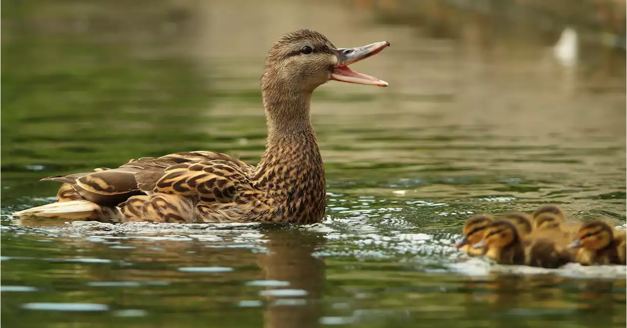 Duck's Quacks Don't Echo?