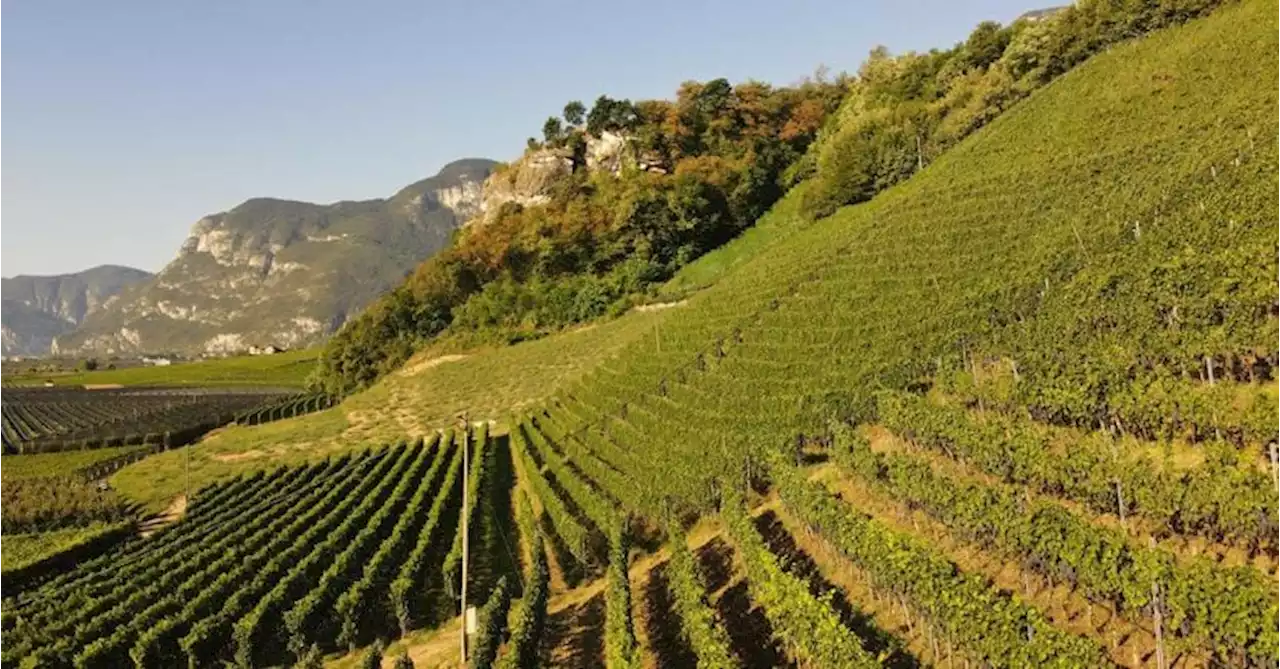 Il vino delle cooperative dell’Alto Adige supera i 200 milioni di fatturato