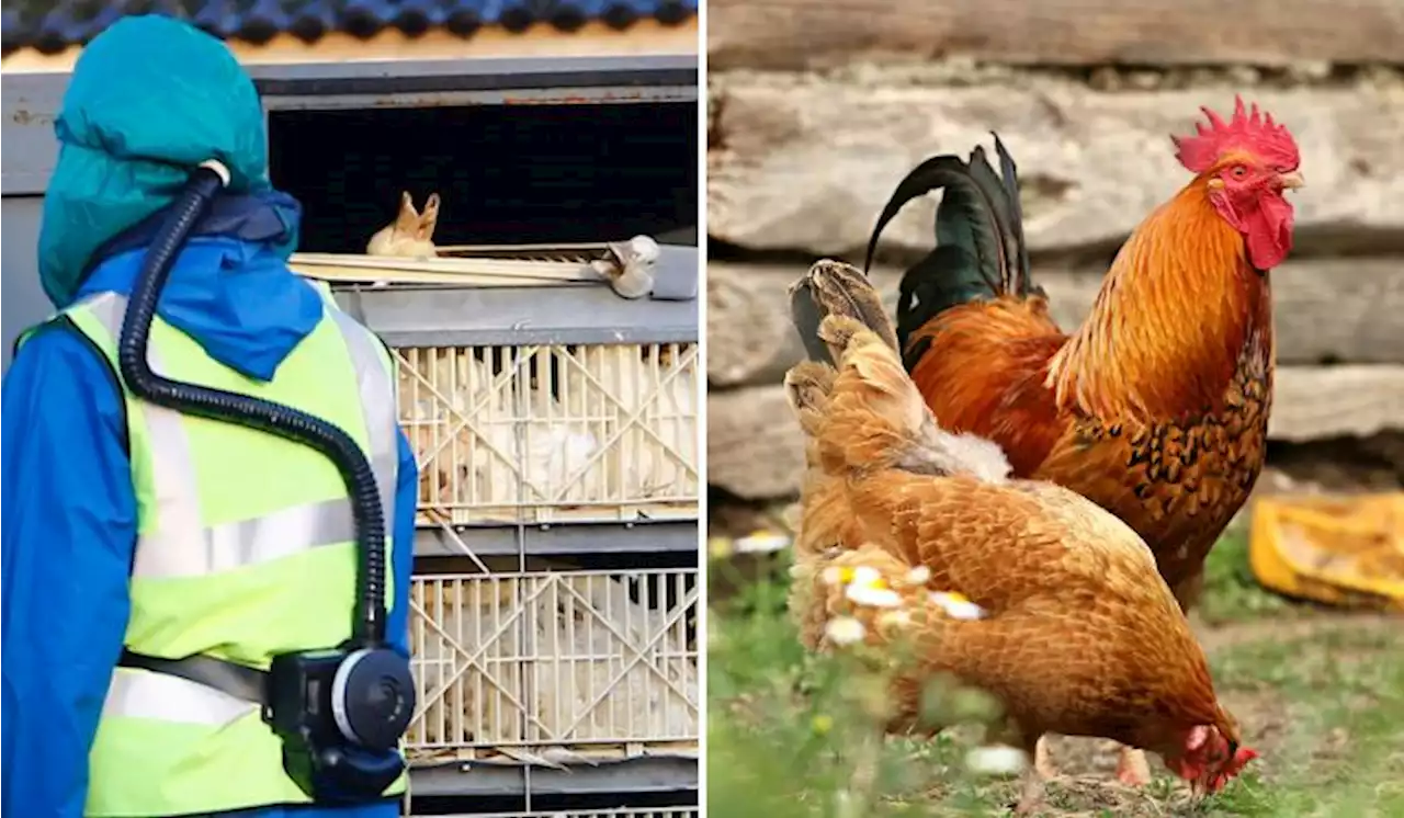 UK And Europe Face The Biggest Bird Flu Outbreak This Year, 48Mil Birds Have Been Culled | TRP