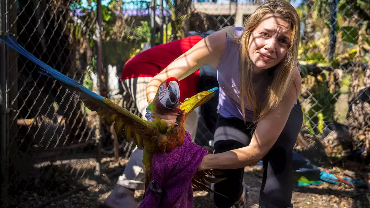 Rescuers flock together to save 275 parrots stranded by Ian